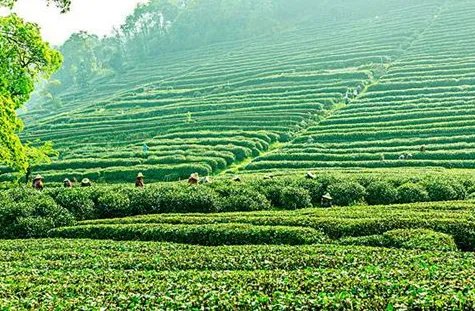 西湖龙井有什么历史故事？关于龙井的传说是什么？