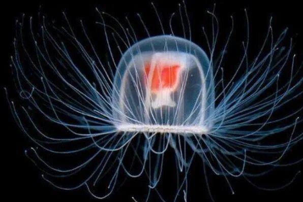 十大生命力最强的动物排行 骆驼上榜,第一在真空状态下也能生存