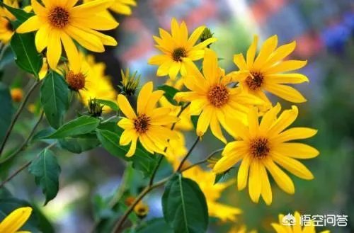 如何防治外来生物入侵？