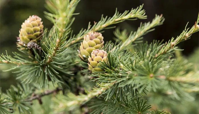 岁不寒无以知松柏出自哪里 岁不寒无以知松柏什么意思