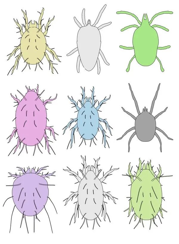 鼻涕虫怎么彻底消灭干净