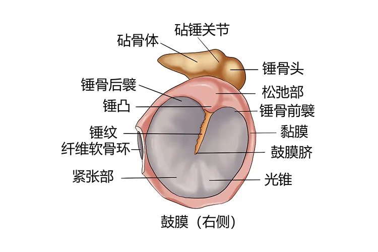 耳朵部位图解大全
