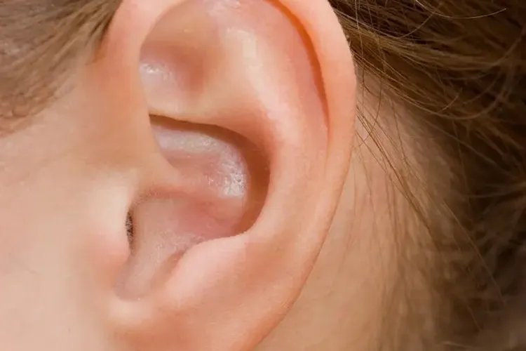 耳朵部位图解大全