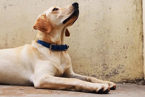 属狗的都是哪一年出生 属狗的人分别是哪一年出生的