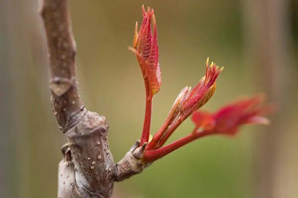 香椿的营养价值