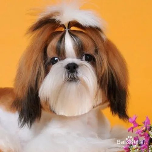 西施犬寿命有多长？