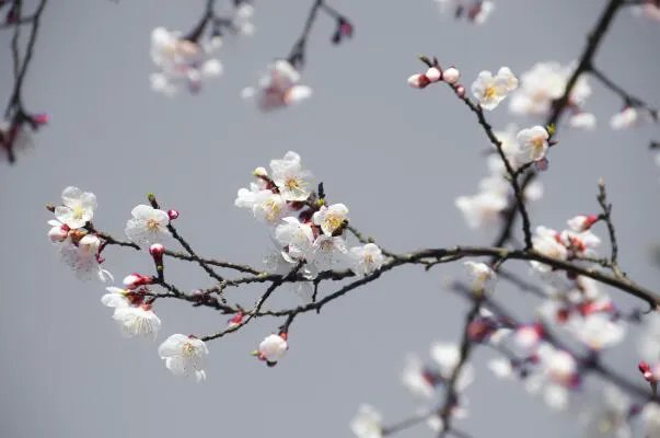 被称为杏月的月份是 杏月是指几月份