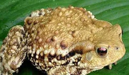 蟾蜍的养殖方法