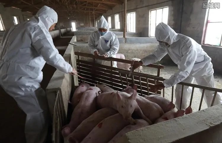 三全回应猪瘟病毒 将核查清楚不会推卸责任