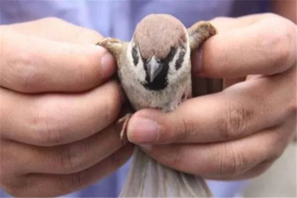 偷运麻雀被罚事件：最终受到法律制裁（事件全解）