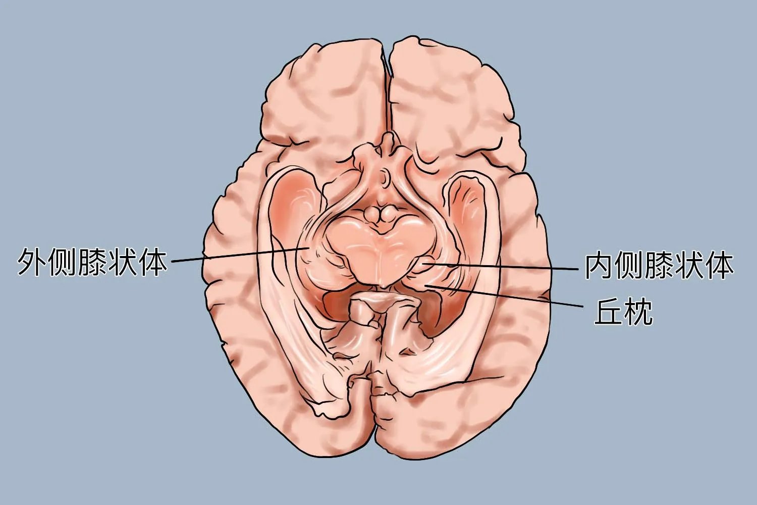 间脑五个部分的结构图