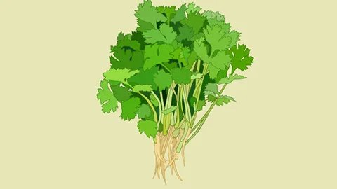 香菜根的功效与作用