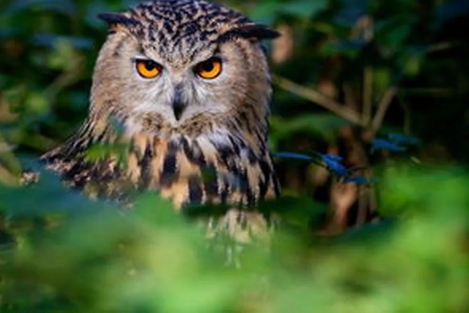 什么动物天天熬夜 什么动物晚上不睡觉