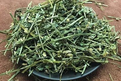 半枝莲图片大全