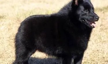 西帕凯犬是什么犬种 西帕凯犬多少钱