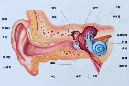 耳朵的构造图以及各部分名称