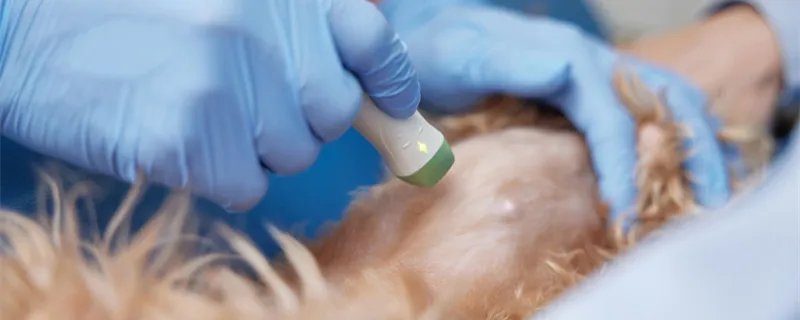 狗狗翻肠子的原因有哪些 狗狗翻肠子是什么意思