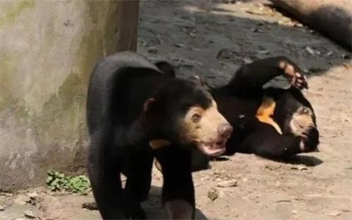 杭州动物园的这只熊火了 杭州动物园有一只熊最近特别火