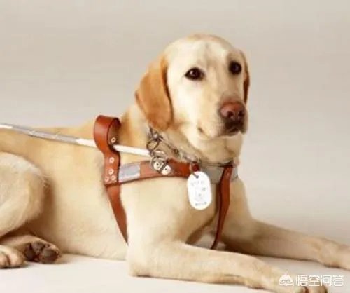 狗狗四肢无力怎么办?