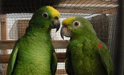 黄冠亚马逊鹦鹉属于什么品种？有哪些喂食的要点呢？