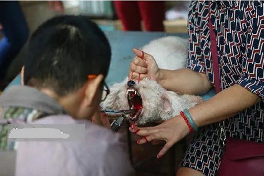 兽医当街切除狗声带原因是什么？