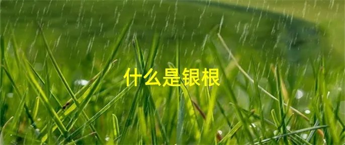 什么是银根