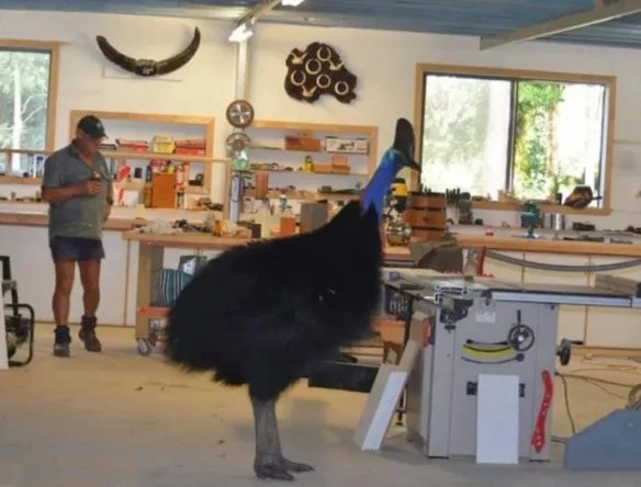 好气又好笑！愤怒鸟合集：一同见证鸟嘴的破坏力！