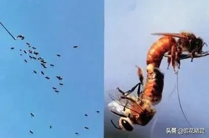 中蜂能近亲交尾吗