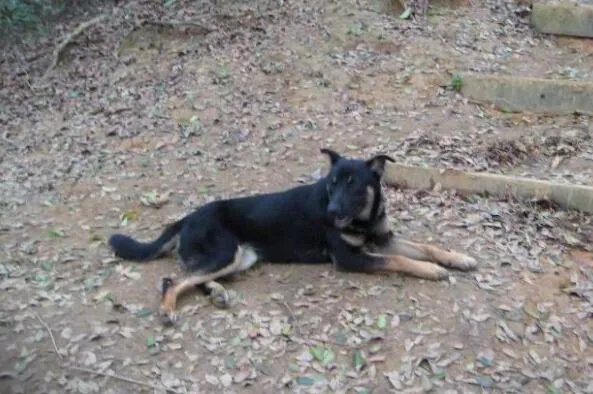 十大生命力最强的动物排行 骆驼上榜,第一在真空状态下也能生存