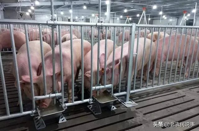 近期猪价行情再现低迷,部分地区已降到10元以内,7月的行情是否会有所好转呢?