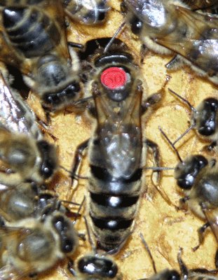 中蜂能近亲交尾吗