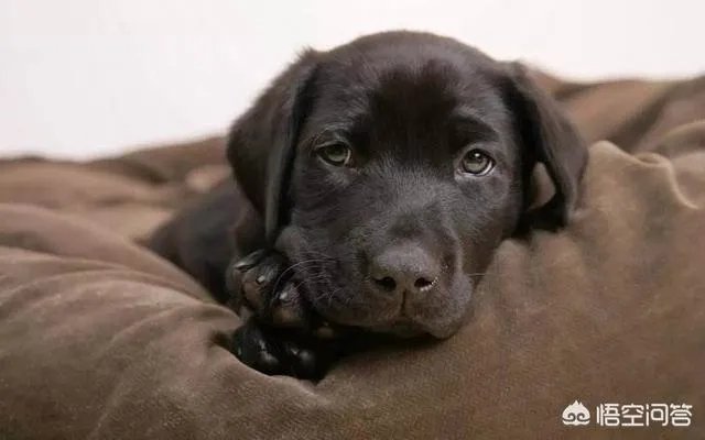 狗狗四肢无力怎么办?