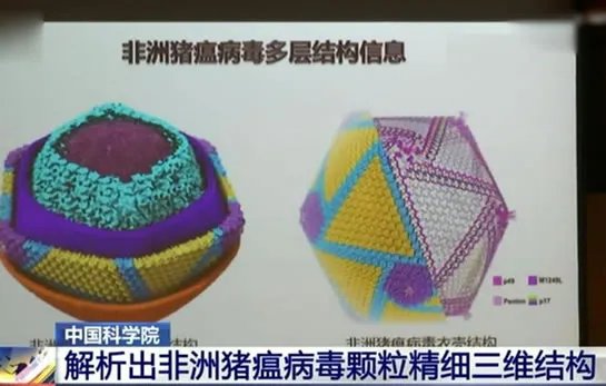 中国解析猪瘟病毒：这到底是怎么回事？