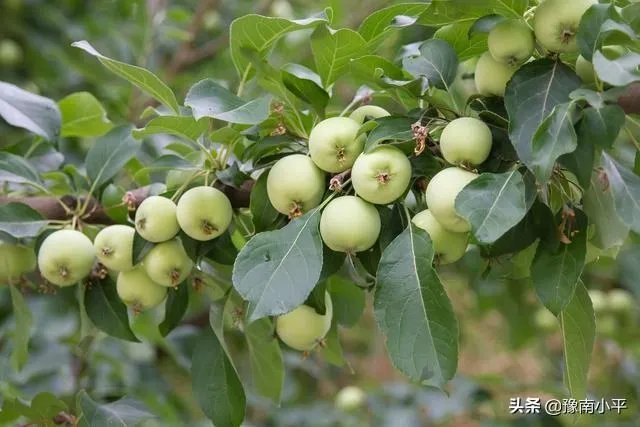 今日芒种，农村种植的果树近期的管理要点有哪些？