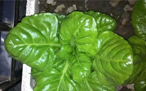 莙达菜有哪些食疗作用 莙达菜家常做法分享