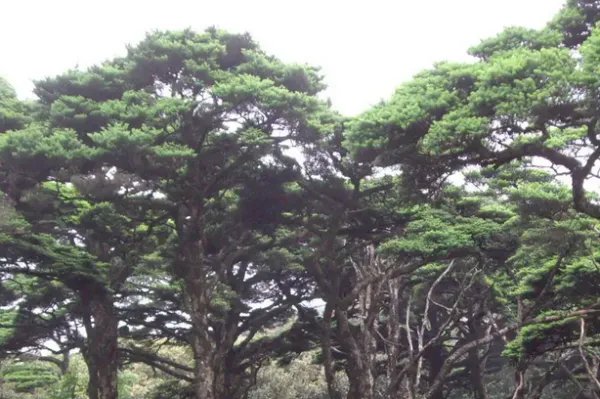 哪种树被称为活化石