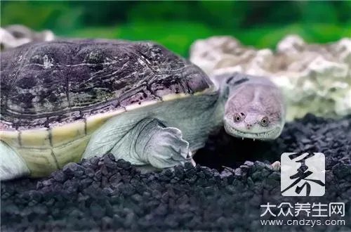  鳖肉与什么一起吃最好