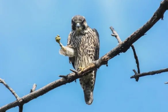 好气又好笑！愤怒鸟合集：一同见证鸟嘴的破坏力！