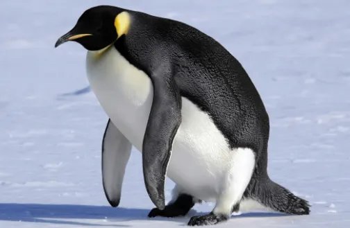 penguin是什么意思