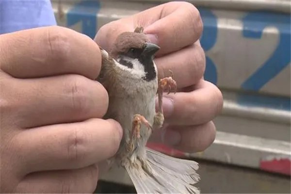 偷运麻雀被罚事件：最终受到法律制裁（事件全解）