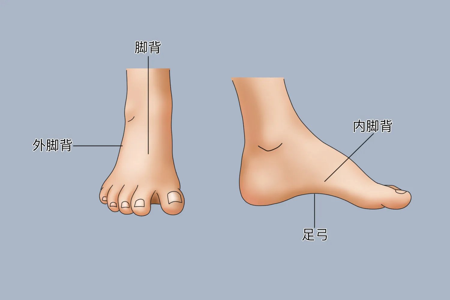 脚部结构图和名称清晰