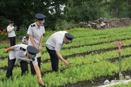 如何防治外来生物入侵？