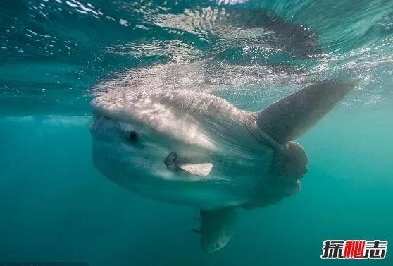 翻车鱼的死法太残忍了，内心太脆弱自己被自己吓死(谣言)