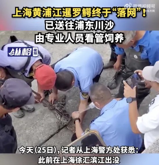 上海黄浦江畔的鳄鱼抓到了 可能系人为丢弃、放生或逃逸