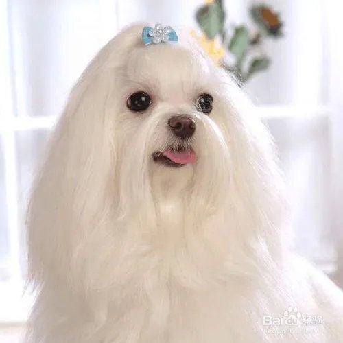 西施犬寿命有多长？