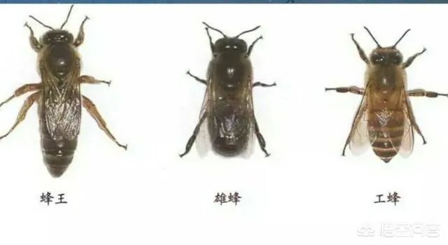 中蜂能近亲交尾吗