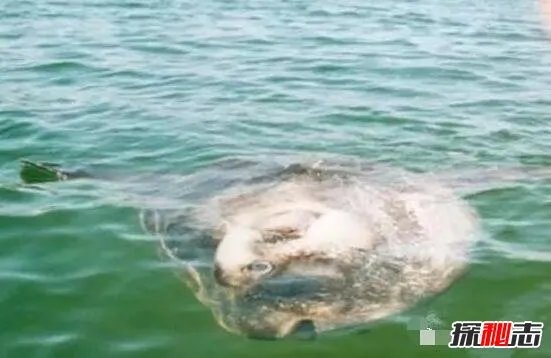 翻车鱼的死法太残忍了，内心太脆弱自己被自己吓死(谣言)
