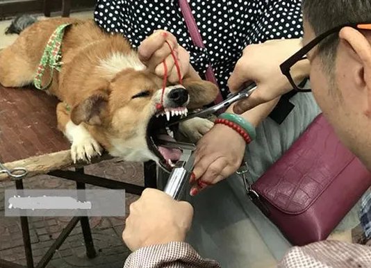 兽医当街切除狗声带原因是什么？