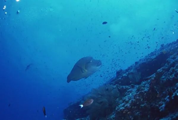大海最深处有多恐怖，压强大的压死人/漆黑无光有巨怪