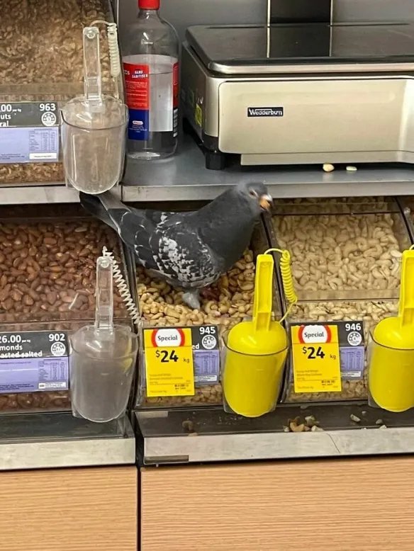 好气又好笑！愤怒鸟合集：一同见证鸟嘴的破坏力！